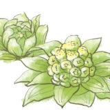 数量限定で「ふきのとう」の天ぷらがお楽しみいただけます。