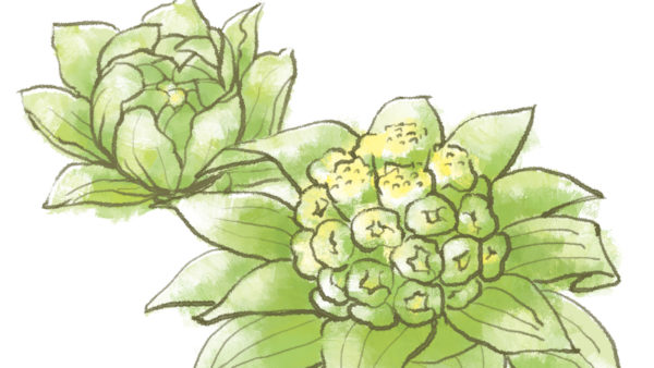 数量限定で「ふきのとう」の天ぷらがお楽しみいただけます。